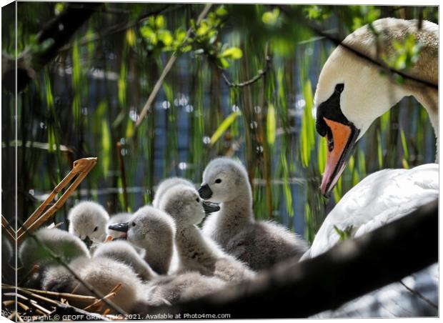 Swan and Cygnets Canvas Print by GEOFF GRIFFITHS