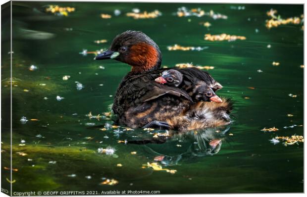 Little Grebes Canvas Print by GEOFF GRIFFITHS