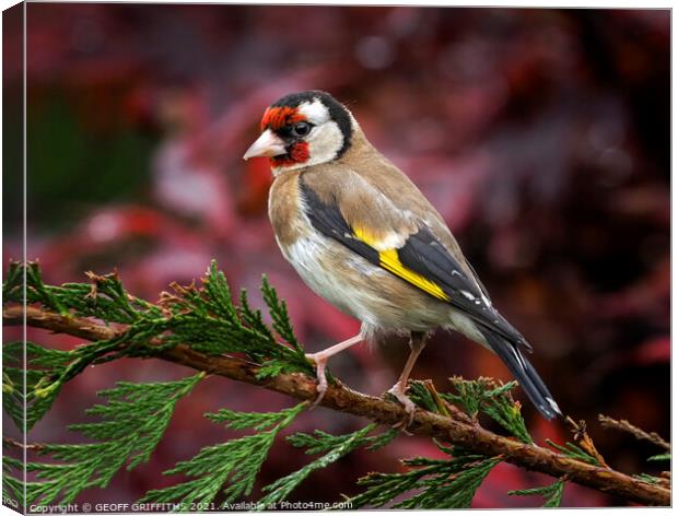 Goldfinch Canvas Print by GEOFF GRIFFITHS