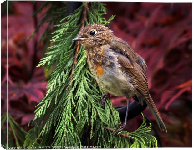 Baby Robin Canvas Print by GEOFF GRIFFITHS