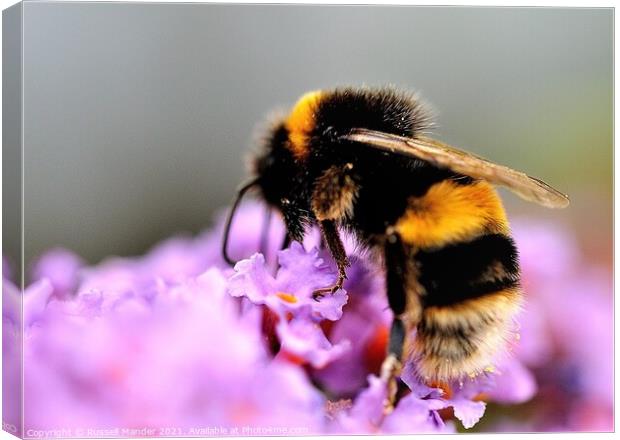 busy as a bee Canvas Print by Russell Mander