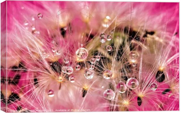 DANDY LION DEW Canvas Print by Russell Mander