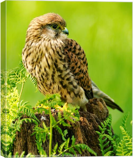 KESTREL ON FENCE POST Canvas Print by Russell Mander