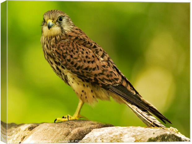 KESTREL ON WALL Canvas Print by Russell Mander