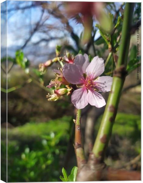 Almond blossom  Canvas Print by Tara Font