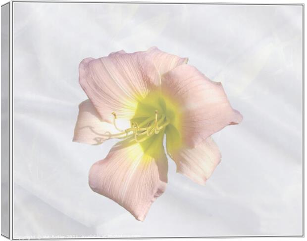 Lilly Canvas Print by Pat Butler