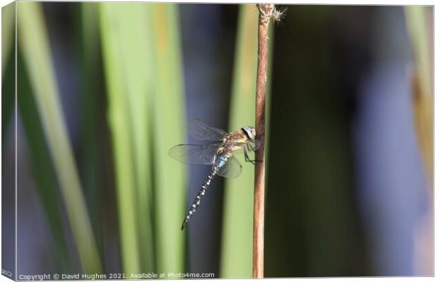 Dragonfly on a Reed  Canvas Print by David Hughes