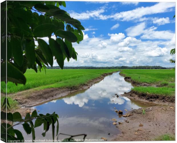 a river flowing the centre of a rice farm under clear blue sky Canvas Print by Anish Punchayil Sukumaran