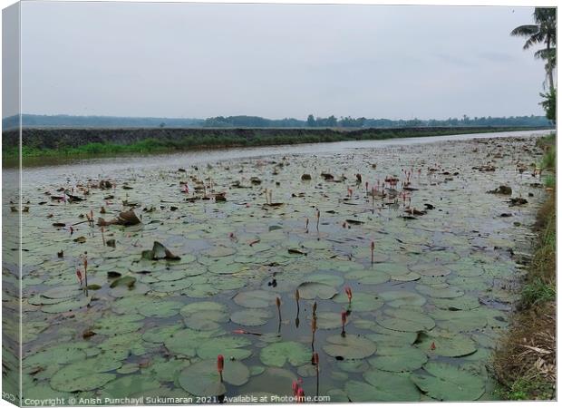 clam river full of water lilies and beautiful rice field in back Canvas Print by Anish Punchayil Sukumaran