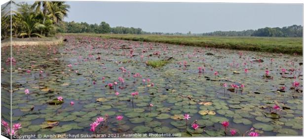 full of water lilies in a river in Kerala  Canvas Print by Anish Punchayil Sukumaran
