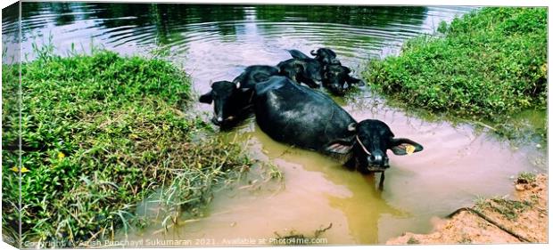 five water buffalos lie in the lake to protect themselves from annoying insects and to cool off from the midday heat.a view from kerala india Canvas Print by Anish Punchayil Sukumaran