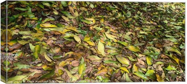 Fallen yellow tree leaves during September. Autumn falls Canvas Print by Anish Punchayil Sukumaran