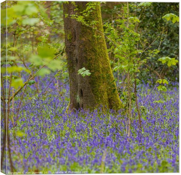 Woodland Bluebells Canvas Print by Alan Dunnett