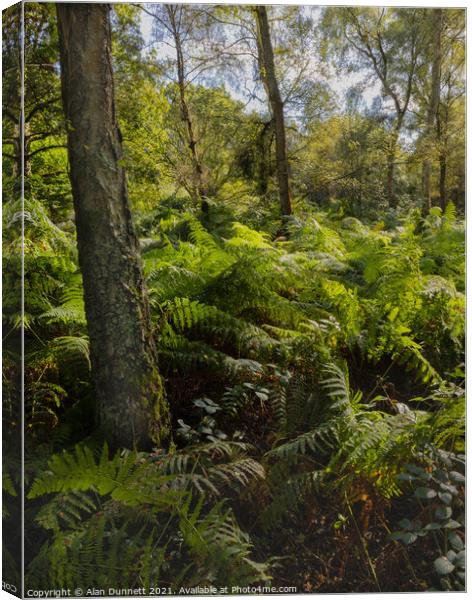 Summer woodland Canvas Print by Alan Dunnett