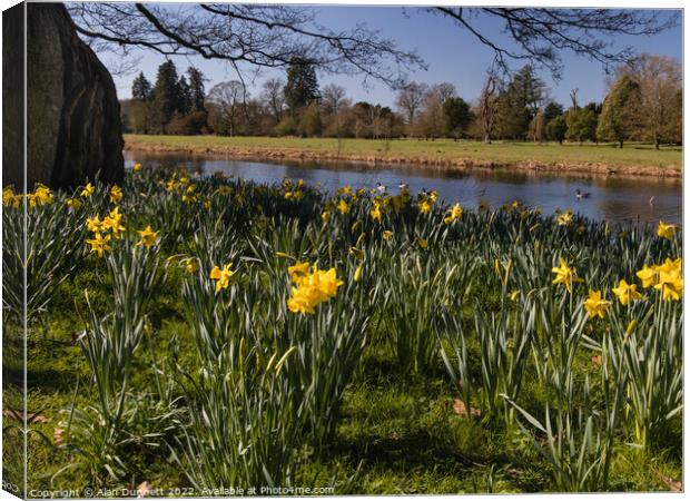 Daffodils blooming on the river Canvas Print by Alan Dunnett