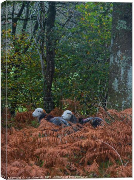 Autumn Herdwicks Canvas Print by Alan Dunnett