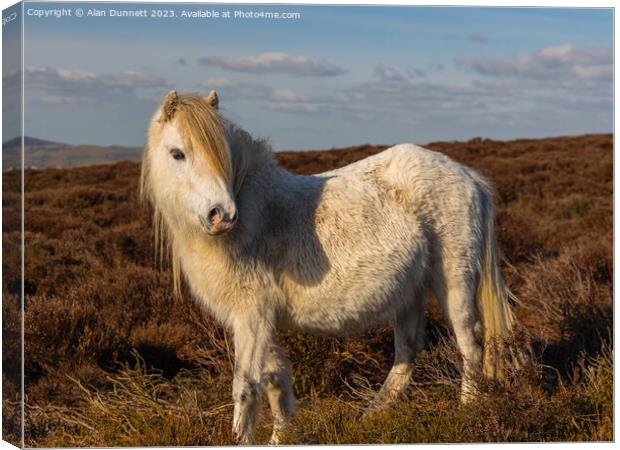 Shropshire pony Canvas Print by Alan Dunnett