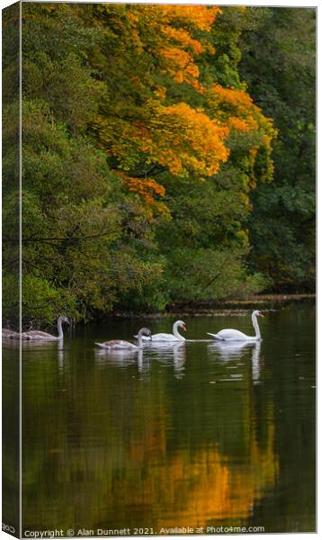Swan family's autumn swim Canvas Print by Alan Dunnett