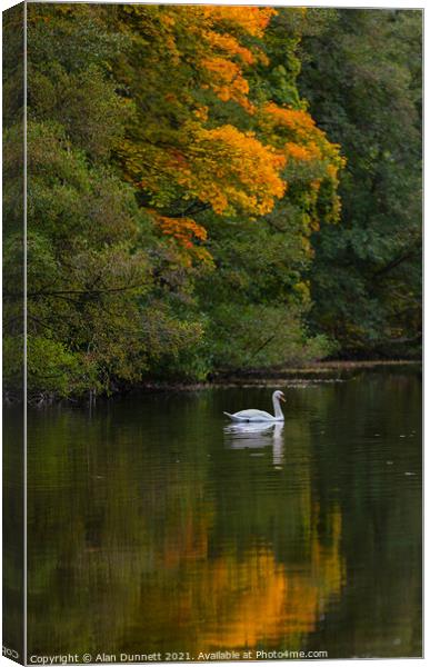 Autumn Swan  Canvas Print by Alan Dunnett