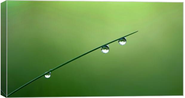 Magical grass droplets Canvas Print by René Wright