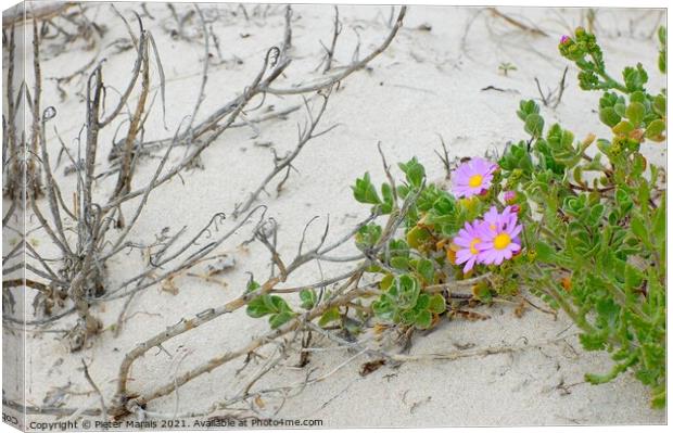 Dune Flowers Struisbaai South Africa Canvas Print by Pieter Marais