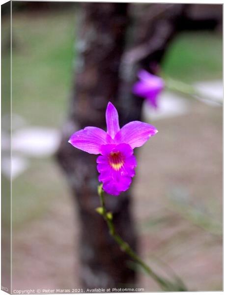 Purple Orchid in Vietnamese tea garden Canvas Print by Pieter Marais