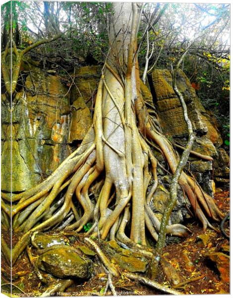 Wild Fig Tree roots Sudwala Caves South Africa Canvas Print by Pieter Marais