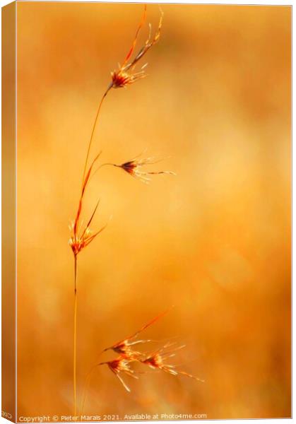 Winter grass seeds South Africa Canvas Print by Pieter Marais