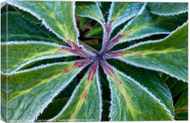Frosty Hellebore leaf closeup Canvas Print by Photimageon UK