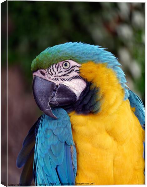 Blue and Yellow / Gold Macaw Parrot (Ara ararauna) Canvas Print by Photimageon UK