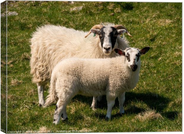 Togetherness - Ewe and lamb Canvas Print by Photimageon UK
