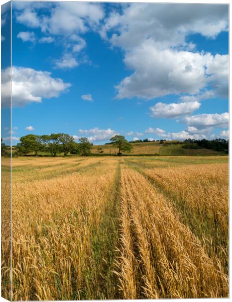 Leicestershire wheat field Canvas Print by Photimageon UK