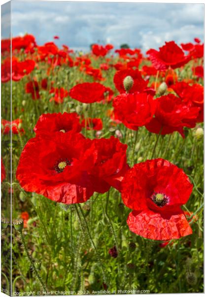 Poppy field Canvas Print by Photimageon UK