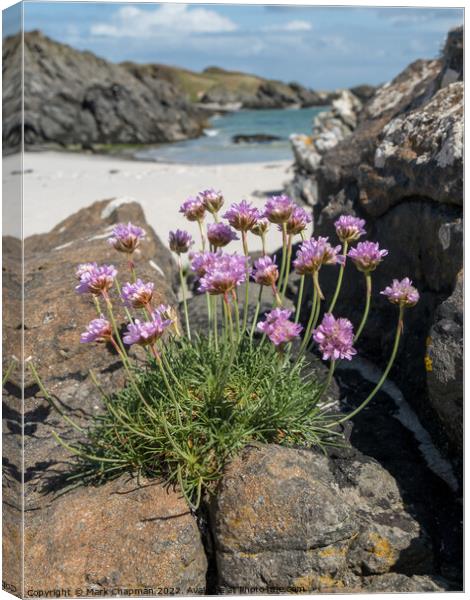 Sea Pinks, Colonsay Canvas Print by Photimageon UK