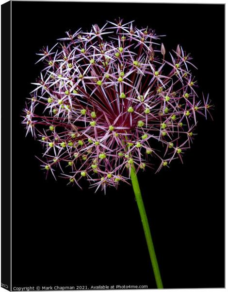 Allium flower against black background Canvas Print by Photimageon UK
