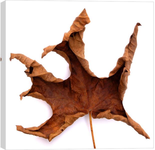 Dried Autumn Maple Leaf Canvas Print by Photimageon UK
