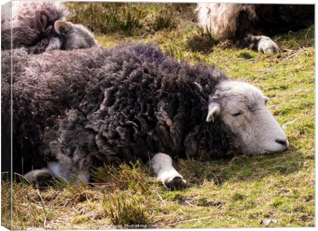 A dozing Herwick Lakeland sheep lying on grass Canvas Print by Photimageon UK