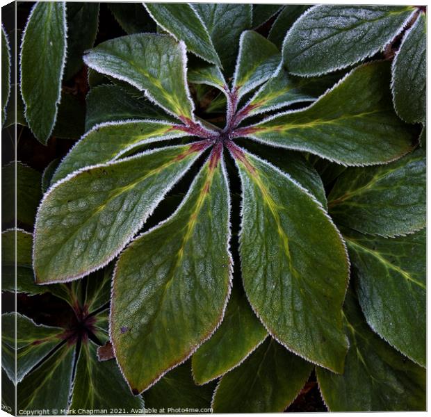 Hoar frost on green Hellebore plant leaves Canvas Print by Photimageon UK