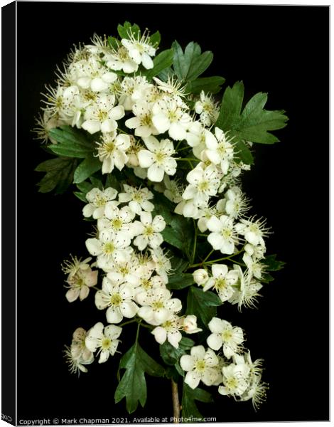 White Hawthorn blossom Canvas Print by Photimageon UK