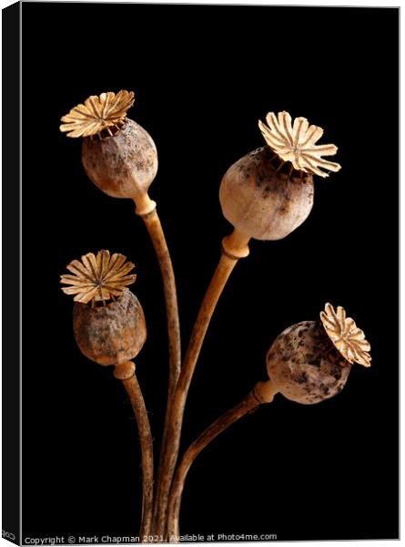 Four dried poppy seedheads Canvas Print by Photimageon UK