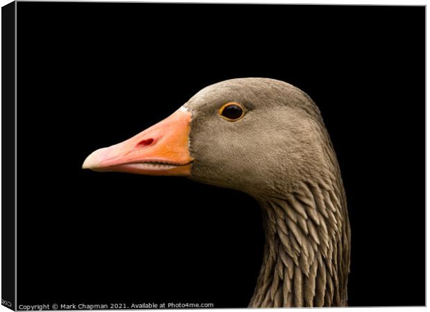 Greylag goose head Canvas Print by Photimageon UK