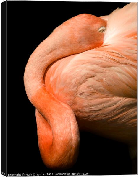 A closeup of a flamingo Canvas Print by Photimageon UK