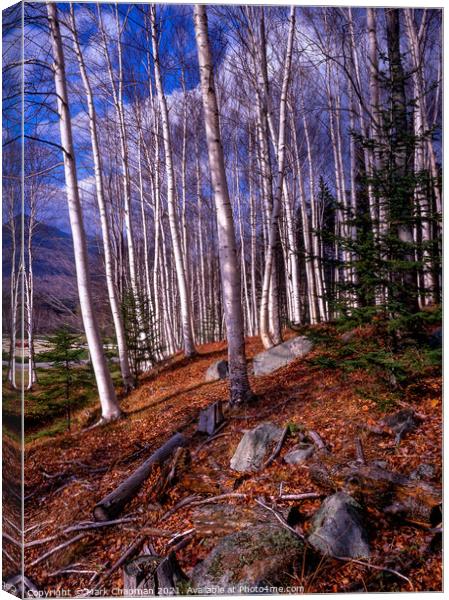 Sunlit Autumn Birches, New England, USA  Canvas Print by Photimageon UK