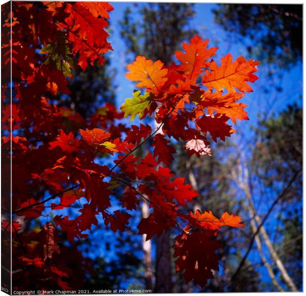 Red Oak (Quercus Rubra) Leaves, New England, USA Canvas Print by Photimageon UK