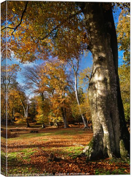 Autumn in the New Forest Canvas Print by Photimageon UK