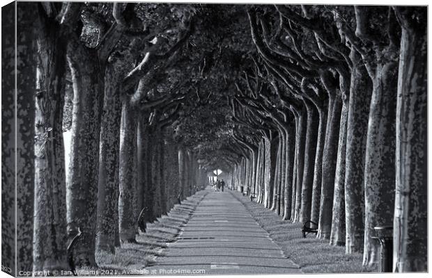 The Avenue Canvas Print by Ian Williams