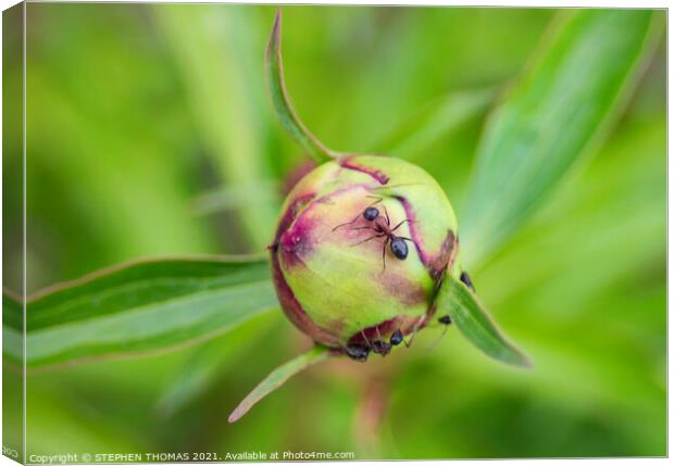 Ants on a Peony Bud Canvas Print by STEPHEN THOMAS
