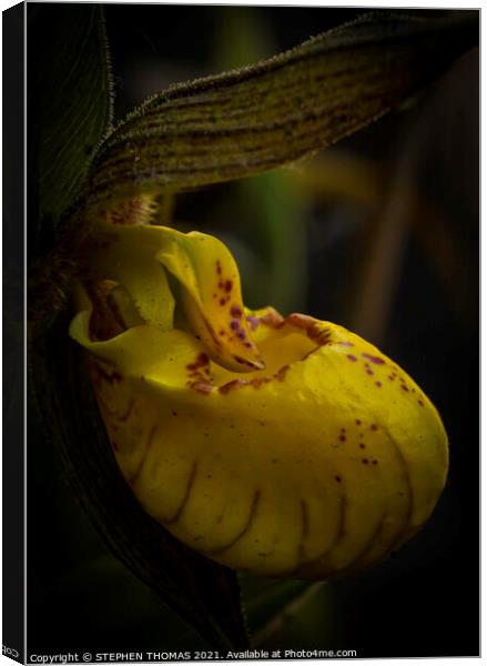 Yellow Lady's Slipper Orchid - Macro  Canvas Print by STEPHEN THOMAS