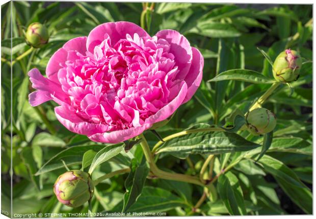 Pink Peony, First to Bloom Canvas Print by STEPHEN THOMAS