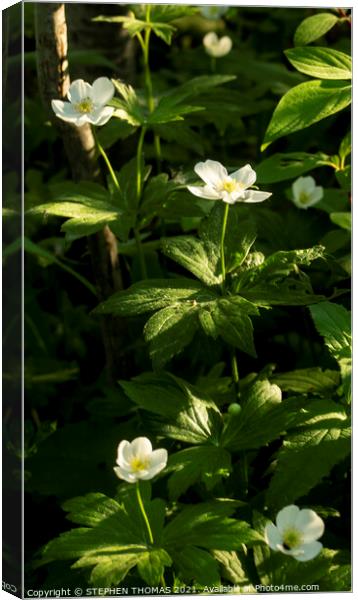  Canada Anemone Flowers Canvas Print by STEPHEN THOMAS
